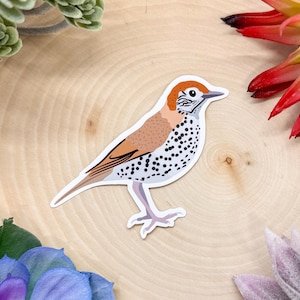 Wood Thrush Sticker, Wood Thrush Decal, Thrush Bird, Wood Thrush Gift, Wood Thrush, Bird Sticker, Birdwatching Sticker, Birding Sticker,