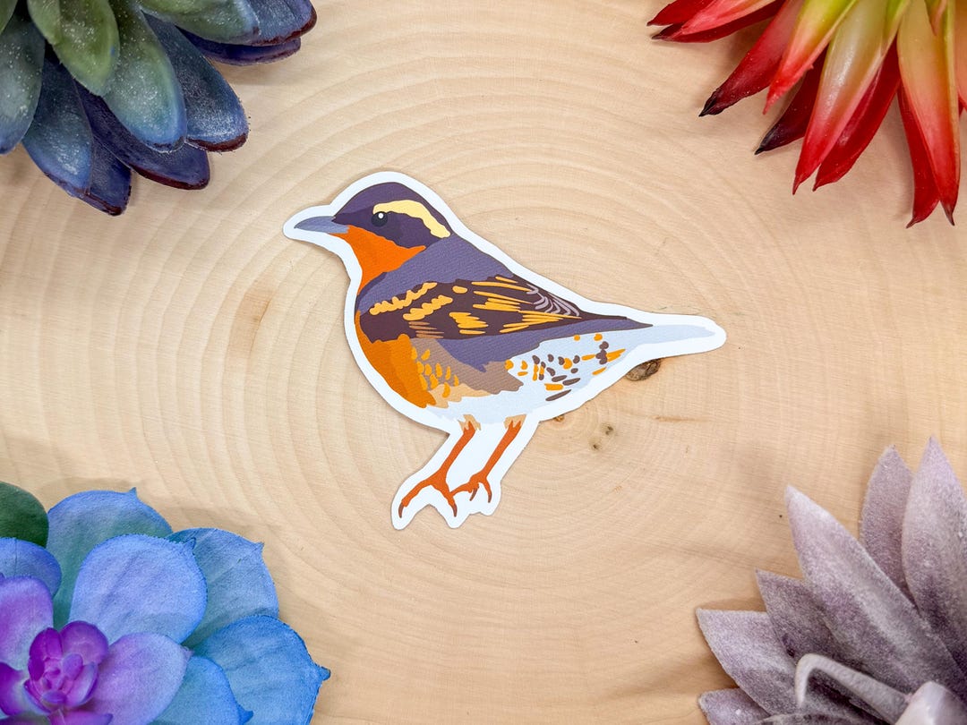 Thrush Bird Sticker Varied Thrush Sticker, Bird Sticker, Birdwatching Sticker, Birding ...