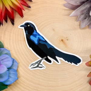 Boat Tailed Grackle Sticker, Boat Tailed Grackle Decal, Grackle Gift, Grackle Decor, Boat Tailed Grackle