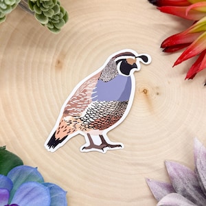 Sticker Californië kwartel, sticker vogel, sticker vogels kijken, sticker vogels kijken, sticker Californië kwartel, sticker kwartel, sticker kwartel, sticker kwartel, kwartels