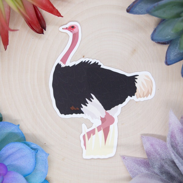 Ostrich Sticker, Bird Sticker, Birdwatching Sticker, Birding Sticker, Ostrich Decal, Ostrich Gift, Ostrich Decor, Ostrich Bird, Ostrich