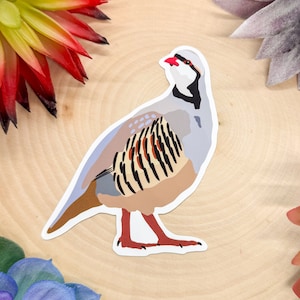 Chukar Sticker, Chukar Decal, Chukar Bird Gift, Chukar Bird Decor, Chukar Bird Sticker, Chukar Bird Decal,
