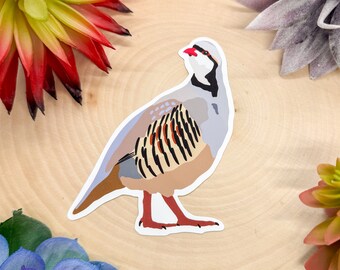 Pernice Chukar (Alectoris chukar) Supporto a parete per ...