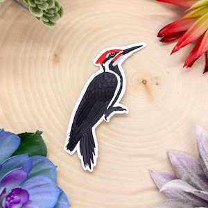 Helmspecht Aufkleber, Vogel Aufkleber, Vogelbeobachter Aufkleber, Vogelaufkleber, Helmspecht Aufkleber, Specht Aufkleber, Specht