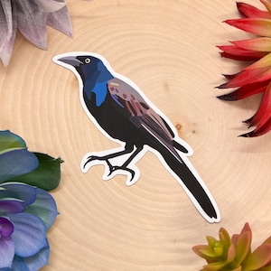 Common Grackle Sticker, Bird Sticker, Birdwatching Sticker, Birding Sticker, Grackle Sticker, Grackle Decal, Common Grackle Decal, Grackle