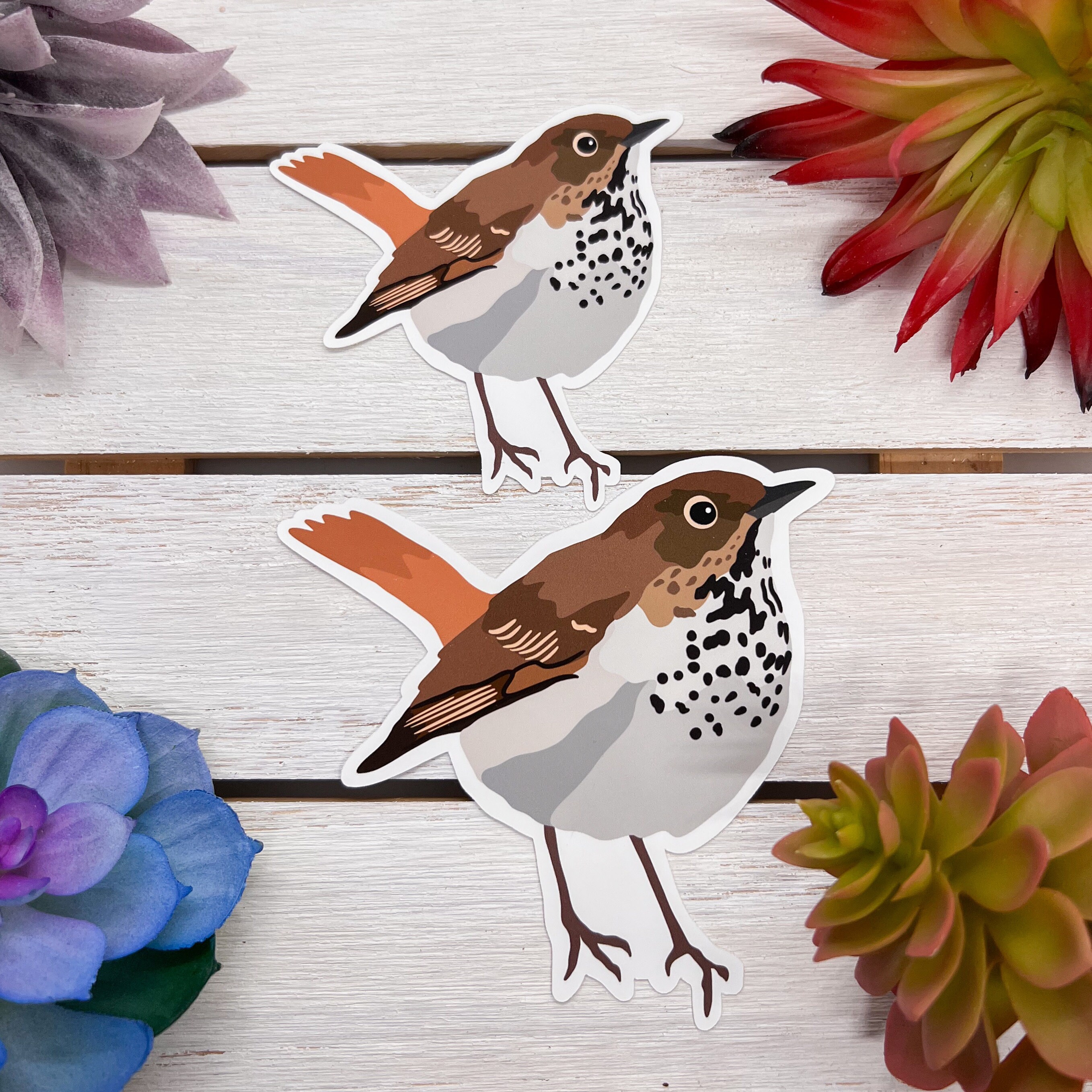 Thrush Bird Sticker Hermit Thrush Sticker, Hermit Thrush Decal, Hermit Thrush Gift, Hermit ...