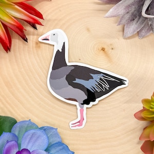 May include: A sticker of a white-fronted goose with a gray body and pink legs. The goose is standing on a wooden surface.
