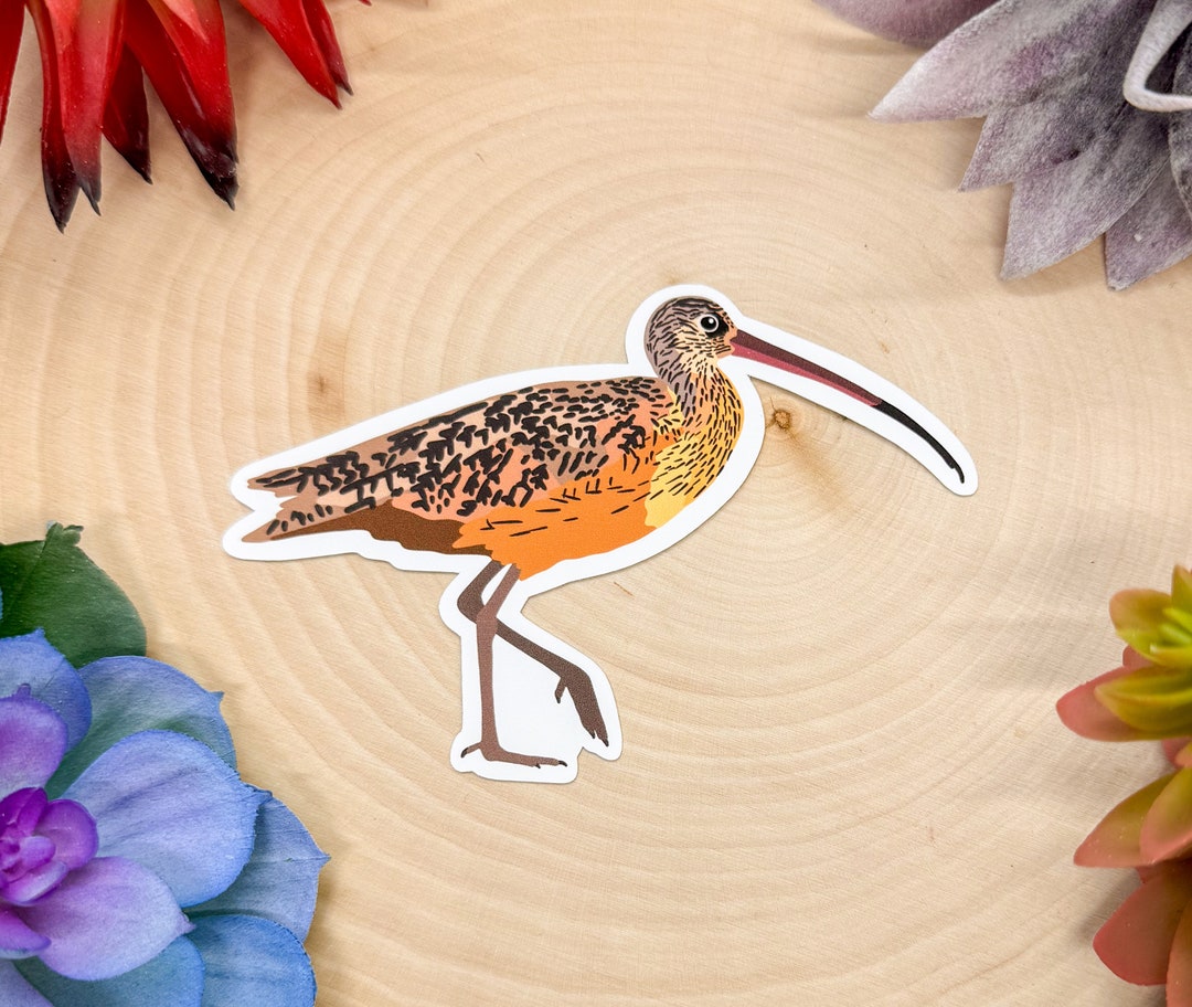 Long Billed Curlew Sticker, Long Billed Curlew Decal, Shorebird Gift ...