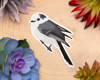 カラフルなカケスの種類が描かれたマグカップ：鳥好きへのギフト