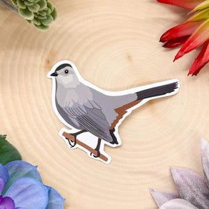 Gray Catbird Sticker, Catbird Sticker, Catbird Decal, Catbird Gift, Catbird Decor, Bird Sticker, Birdwatching Sticker, Birding Sticker,