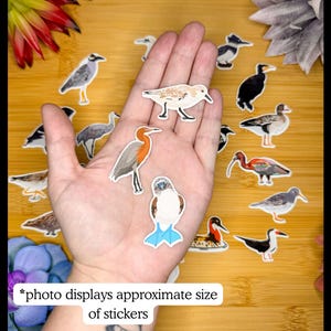 May include: A collection of bird stickers in various species, including a blue-footed booby, a sandpiper, and a cormorant. The stickers are displayed on a wooden surface. Text on the image reads: "*photo displays approximate size of stickers."