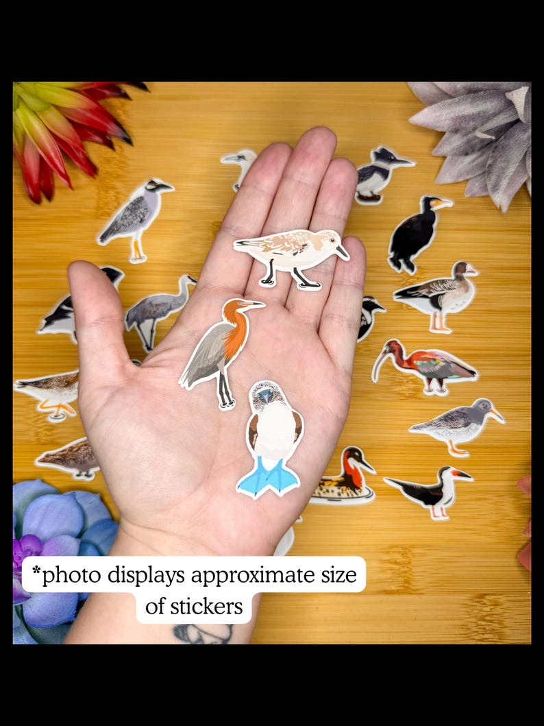 May include: A collection of bird stickers in various species, including a blue-footed booby, a sandpiper, and a cormorant. The stickers are displayed on a wooden surface. Text on the image reads: "*photo displays approximate size of stickers."