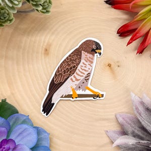 Broad Winged Hawk Sticker, Hawk Decal, Hawk Decor, Hawk Sticker, Hawk Gift, Hawk Bird Sticker, Birdwatching Sticker, Birding Sticker,