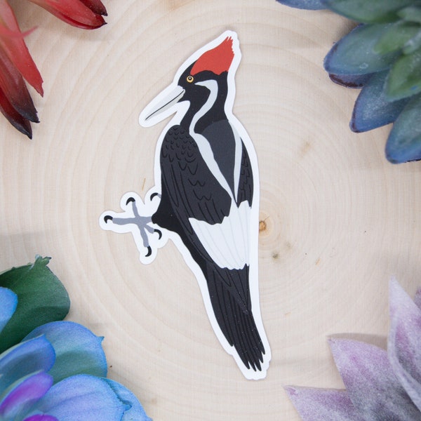 Ivory Billed Woodpecker Sticker, Ivory Billed Woodpecker Decal, Ivory Billed Woodpecker Gift, Ivory Billed Woodpecker Decor, Ivory Billed