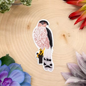 Cooper’s Hawk Sticker, Bird Sticker, Birdwatching Sticker, Birding Sticker, Sharp Shinned Hawk Sticker, Hawk Decal, Hawk Decor, Hawk Gift