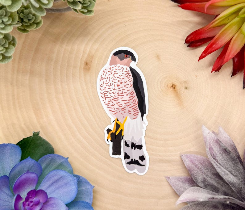 Cooper’s Hawk Sticker, Bird Sticker, Birdwatching Sticker, Birding ...