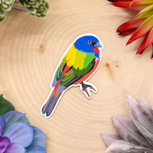 Painted Bunting Sticker, Bird Sticker, Birdwatching Sticker, Birding Sticker, Painted Bunting Decal, Painted Bunting Gift, Painted Bunting