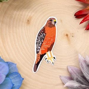 Red Shouldered Hawk Sticker, Red Shouldered Hawk Decal, Hawk Sticker, Hawk Decal, Bird Sticker, Birdwatching Sticker, Birding Sticker,
