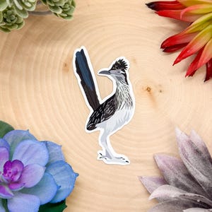 Roadrunner Sticker, Roadrunner Decal, Roadrunner Decor, Roadrunner Gift, Roadrunner Bird, Roadrunner Lover, Roadrunner Stickers, Roadrunner
