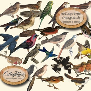 pájaros cortados quisquillosos, efímera de diario basura, 12 artículos, archivos JPG