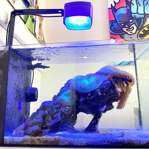 AI Prime HD Light Light Shade & Diffuser | Aqua Illumination