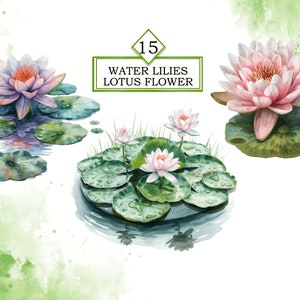Pode incluir: L&iacute;rios d'&aacute;gua e flores de l&oacute;tus em um lago com folhas de l&iacute;rios d'&aacute;gua verdes. As flores s&atilde;o rosa e brancas com centros amarelos. A &aacute;gua &eacute; clara e reflete as flores e as folhas de l&iacute;rios d'&aacute;gua.