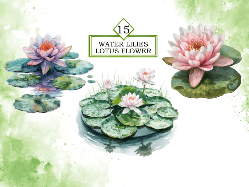 Pode incluir: L&iacute;rios d'&aacute;gua e flores de l&oacute;tus em um lago com folhas de l&iacute;rios d'&aacute;gua verdes. As flores s&atilde;o rosa e brancas com centros amarelos. A &aacute;gua &eacute; clara e reflete as flores e as folhas de l&iacute;rios d'&aacute;gua.
