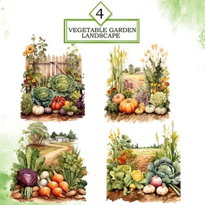 May include: Four watercolor illustrations of vegetable gardens. The first shows a fence with a variety of vegetables including cabbage, pumpkins, and tomatoes. The second shows a garden with pumpkins, squash, and herbs. The third shows a garden with cabbage, onions, and radishes. The fourth shows a garden with cabbage, onions, and radishes.