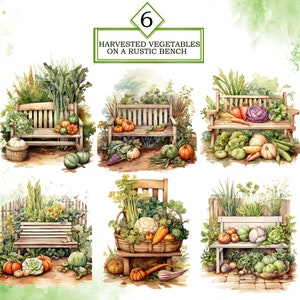 May include: Six watercolor illustrations of a rustic wooden bench with a variety of harvested vegetables, including pumpkins, cabbages, carrots, and green beans. The text "6 HARVESTED VEGETABLES ON A RUSTIC BENCH" is at the top of the image.