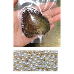Round Freshwater Oyster Individually Wrapped With 6-8mm Round Pearl inside! AAA Pearl Great Quality PB415
