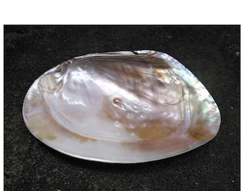 Monster Real natural pearl oyster, bulk wholesale monster, genuine mother of pearl oyster, good quality  PB1725