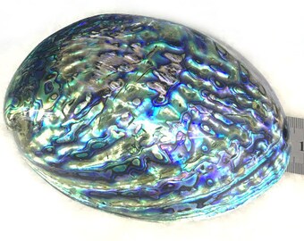 Abalone Shell, Seashell Incense Burner, Smudge Bowl For Holding Smudge Sticks, Incense, Crafts, Display, Pick Your Size GB396