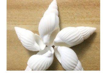 25pcs 14-28mm Snail Shells- Large Shells-Crafting Shells- White Shells-Beach Wedding Decor-Jewelry Supplies-Beach Home Decor-Shells  GB1545
