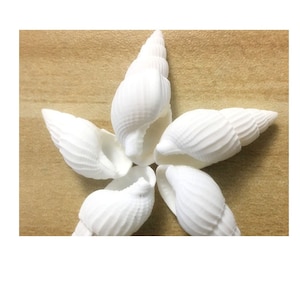 25pcs 14-28mm Snail Shells- Large Shells-Crafting Shells- White Shells-Beach Wedding Decor-Jewelry Supplies-Beach Home Decor-Shells  GB1545