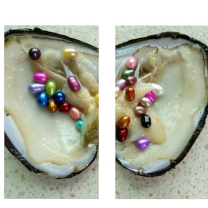 Open an Oyster Find a Pearl 6 Pearls in Each Oyster Assorted Pearls PB493