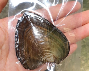 Oyster Shell Crafts Etsy