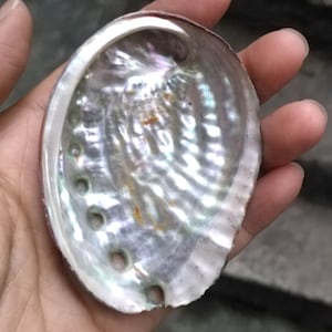 Sea shell abalone shell raw abalone shell PB1936
