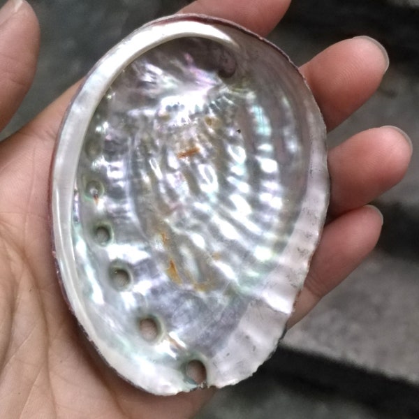Sea shell abalone shell raw abalone shell PB1936