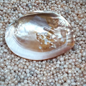 Peut inclure: Une grande coquille nacrée irisée repose sur un lit de petites perles blanches.