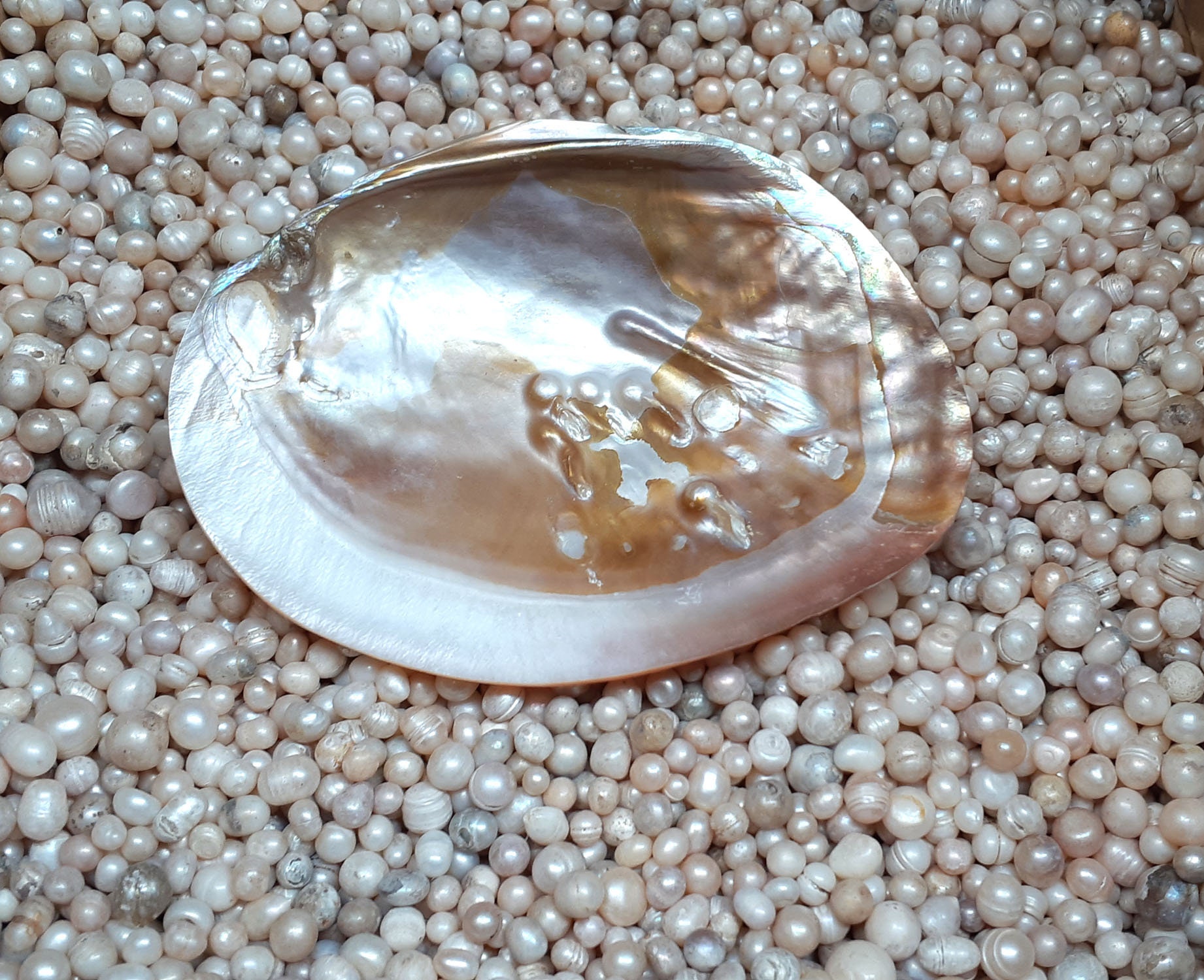 11-15 cm Big AAA quality Natural Mother of Pearl, Sea Oyster Pearl, 1pcs