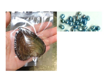 Oysters with 6-9mm Small Rice Drop Pearl Inside, Natural Pearl Oysters Blue Color Pearl PB330