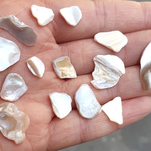 May include: A collection of 13 iridescent white and gold seashells of various shapes and sizes.