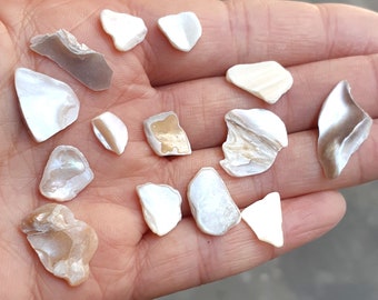 Puede incluir: Una colección de 13 conchas de mar iridiscentes blancas y doradas de varias formas y tamaños.