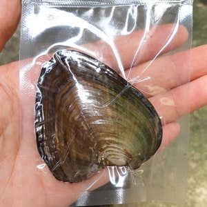 以下が含まれることがあります： 濃い緑と茶色の真珠貝のアップ。貝殻は虹色の真珠光沢を放っています。貝殻は透明なビニール袋に入っています。