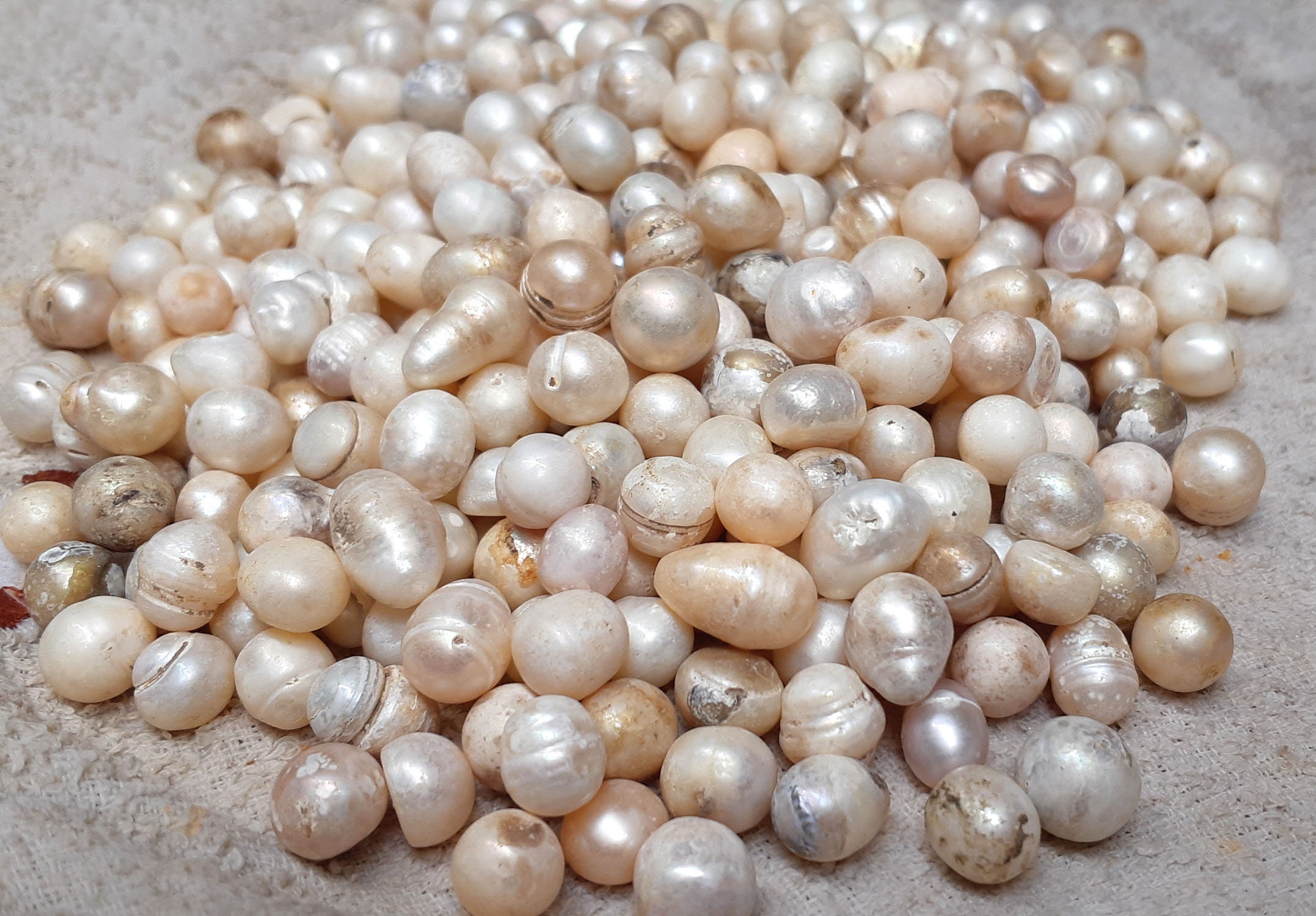 15"  freshwater blister pearl loose beads w042 
