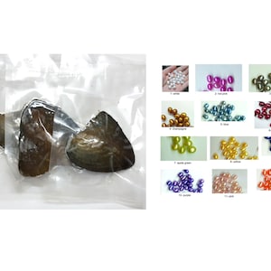Freshwater Oyster Individually Wrapped With 6-9mm Drop Pearl inside Good Quality Pearl - Choose Pearl Quantity for One Oyster PB491