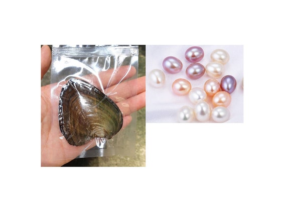 Bulk Fresh Water Oval Pearl Oysters for Jewelry Making, Beads, Crafts, 6  Pearls in One Oyster AAA PB492 