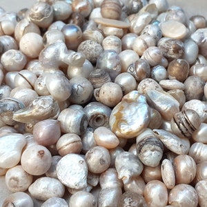 Puede incluir: Una gran colección de perlas naturales de diferentes formas y tamaños, de color blanco roto y crema. Las perlas están esparcidas sobre una superficie marrón claro.