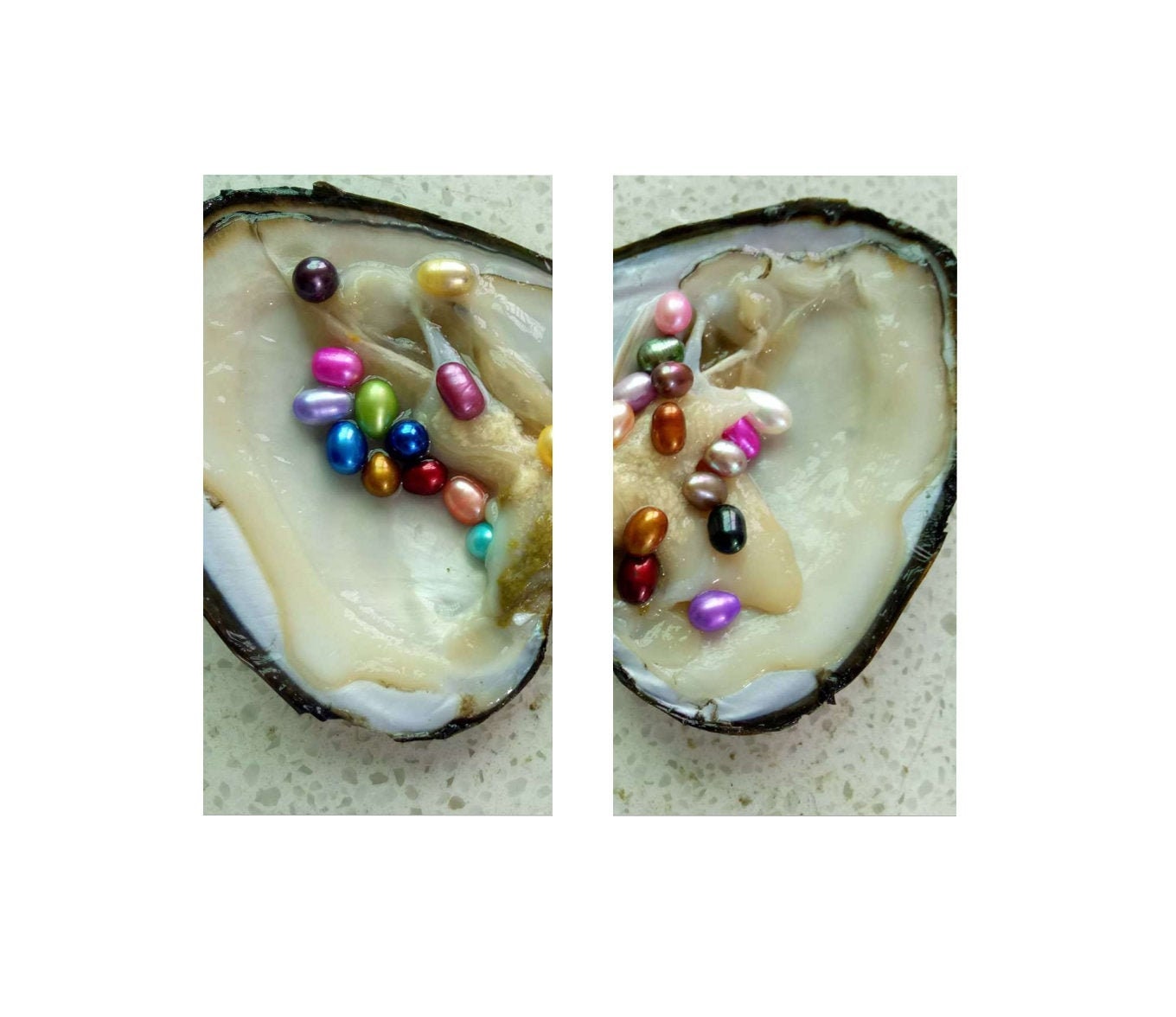Open an Oyster Find a Pearl 6 Pearls in Each Oyster Assorted