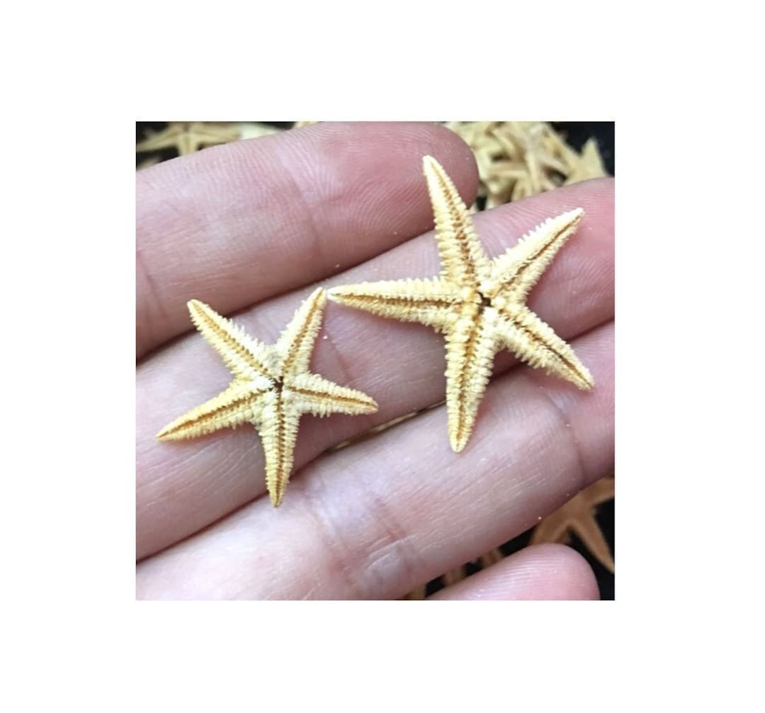 20-40 mm ヒトデ、小さなヒトデ、小さなヒトデ、貝殻、貝殻、ビーチ